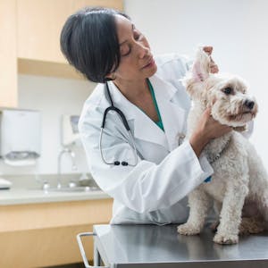 Eine Tierärztin untersucht einen kleinen Hund in ihrer Praxis.