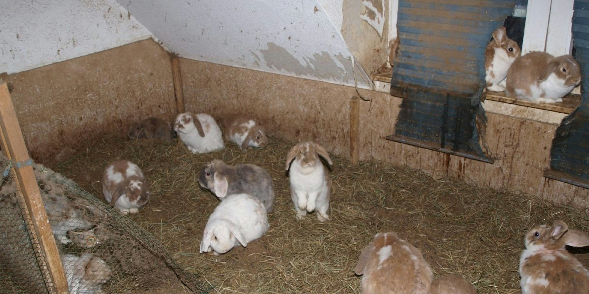 Das ist eines der „Gehege“ in der Kaninchenwohnung mit abgefutterten Jalousien: Die Bewohner haben selbst den Ernst der Lage erkannt und Hilfe geholt. Bild: Tierschutzzentrum