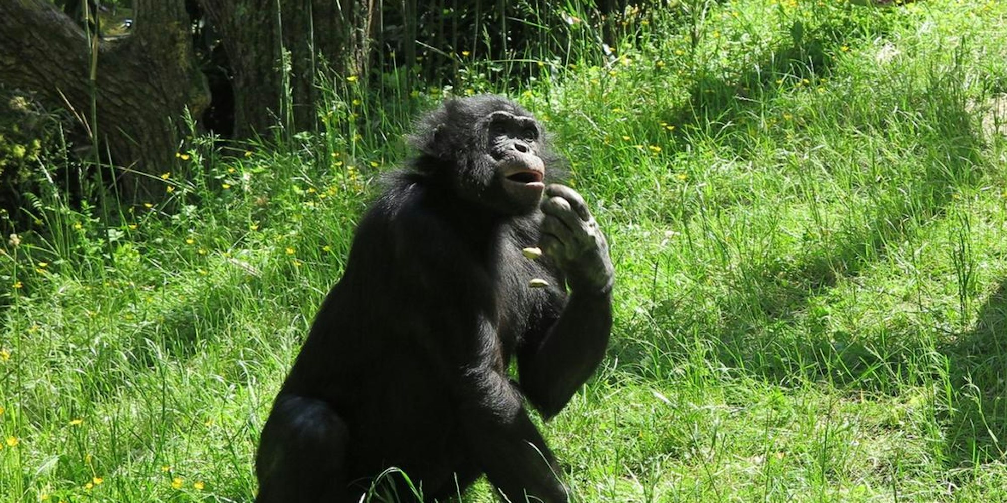 Bonobos Birogu und Bili (v.l.) 190607 Img_2985 (1)