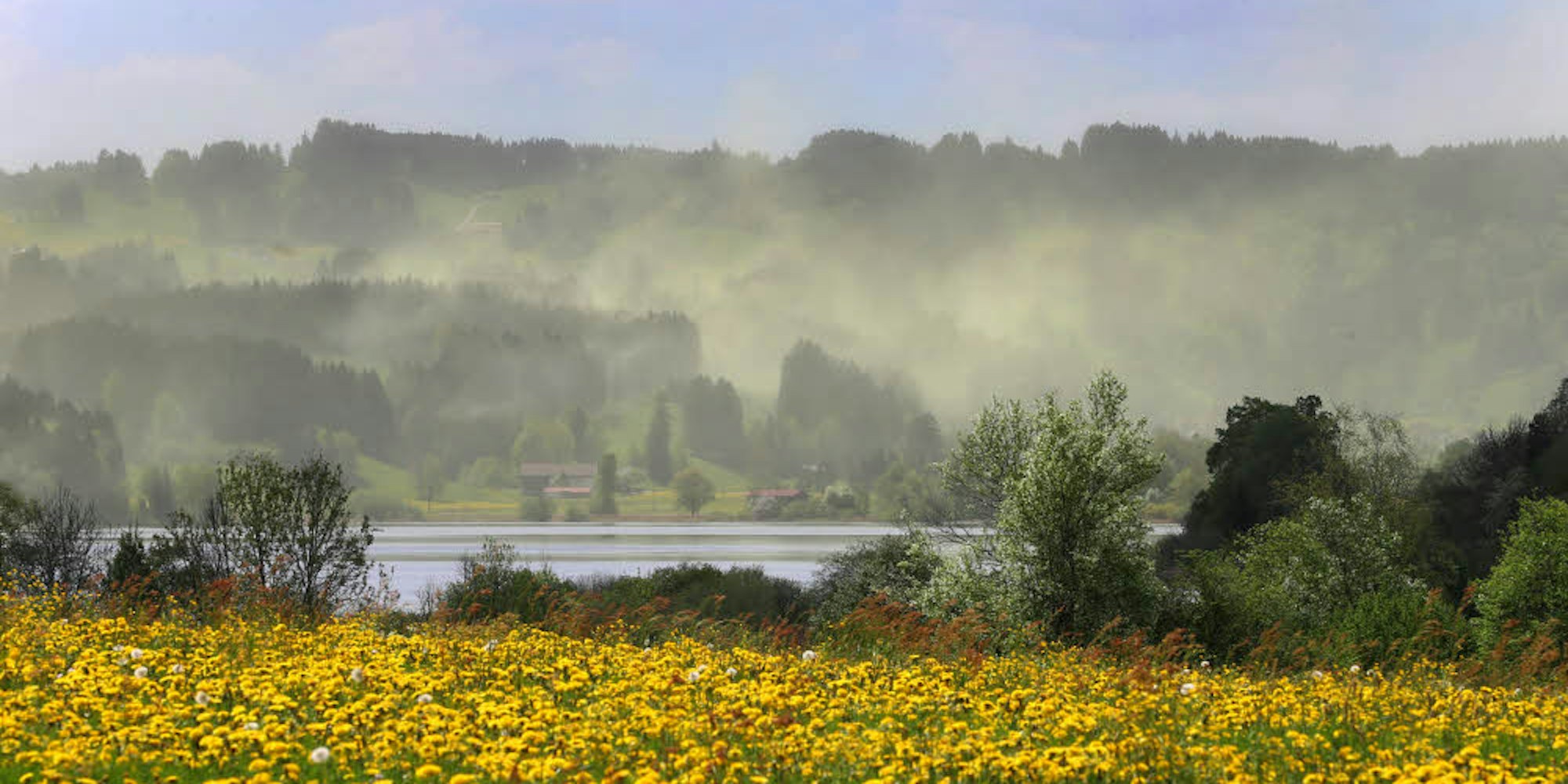 Sinfonie in Gelb: Im Vordergrund blüht Löwenzahn, im Hintergrund treibt aufziehender Wind den gelben Blütenpollen der Fichten übers Land.