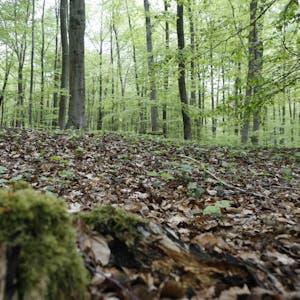 Die Hügelgräber sind verflacht, doch leichte Wölbungen im Dünnwalder Wald sind geblieben.