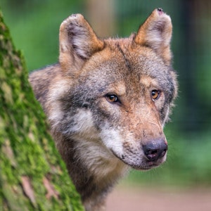 Bonn_Wolf