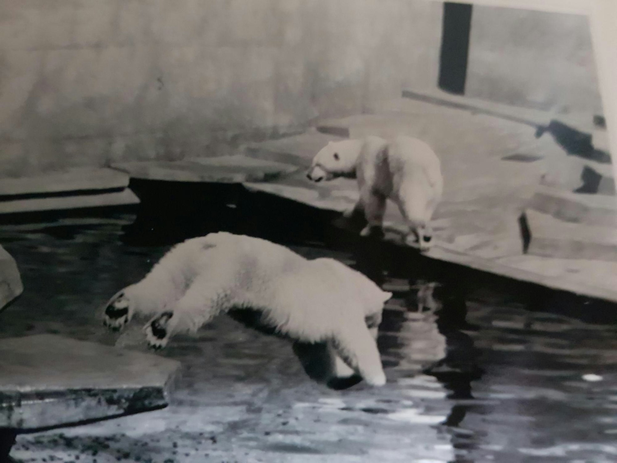 Zoo Eisbären Ende der 50er Jahre