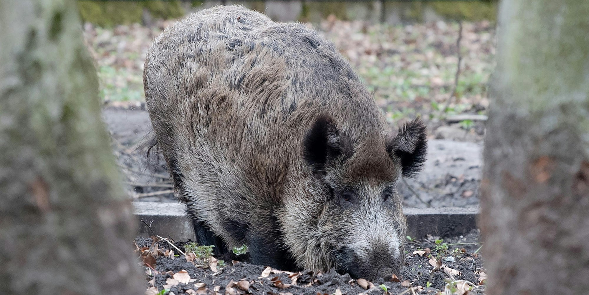Gegen die Wildschweine soll ein Jäger im Auftrag der Stadtwerke vorgehen.
