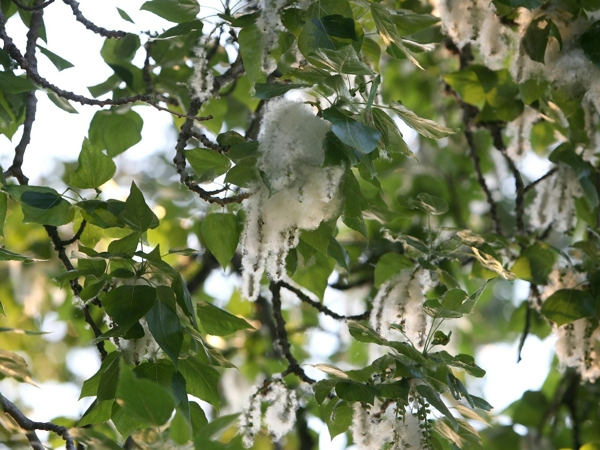 Hier hängt die Pappelwolle noch am Baum einer Zitterpappel.