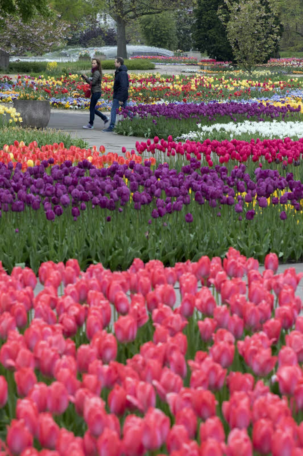Tulpen in allen Farben begrüßen derzeit die Besucher.