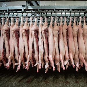 Fleisch Schweine Schlachthof