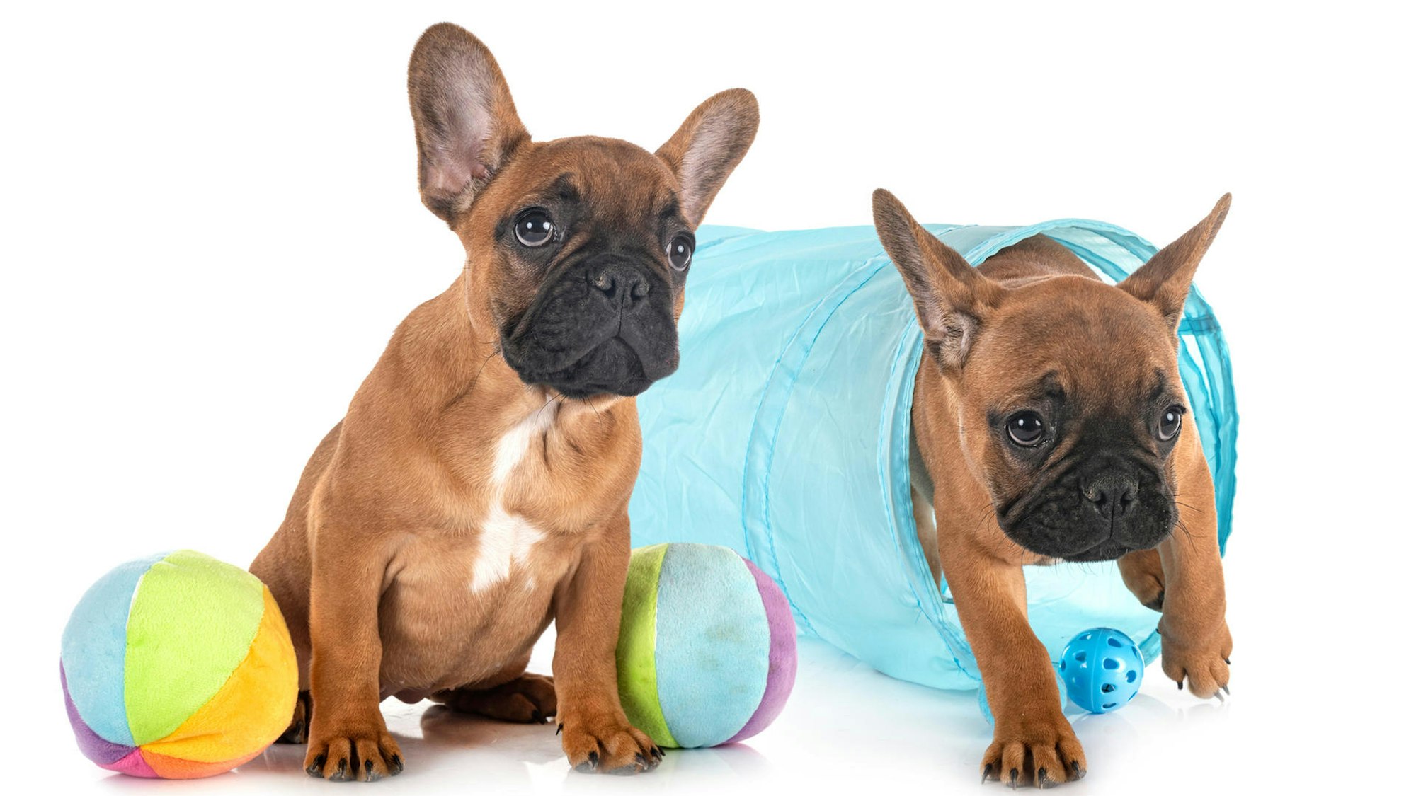 Zwei Französische Bulldoggen mit Spielzeug.