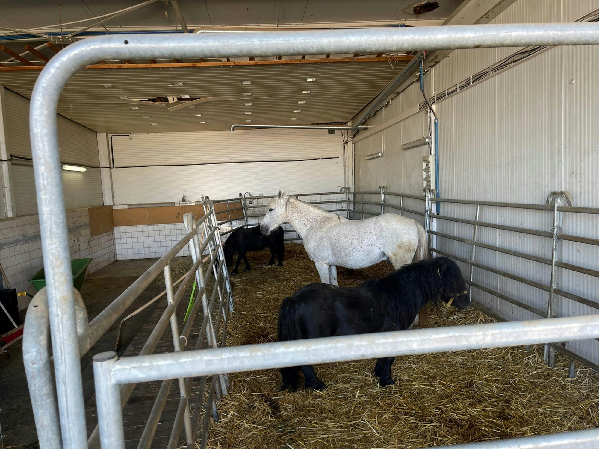 Etwa zehn Tiere sind auf dem Firmengelände in Köttingen untergebracht, darunter Hunde, Ponys und Pferde.