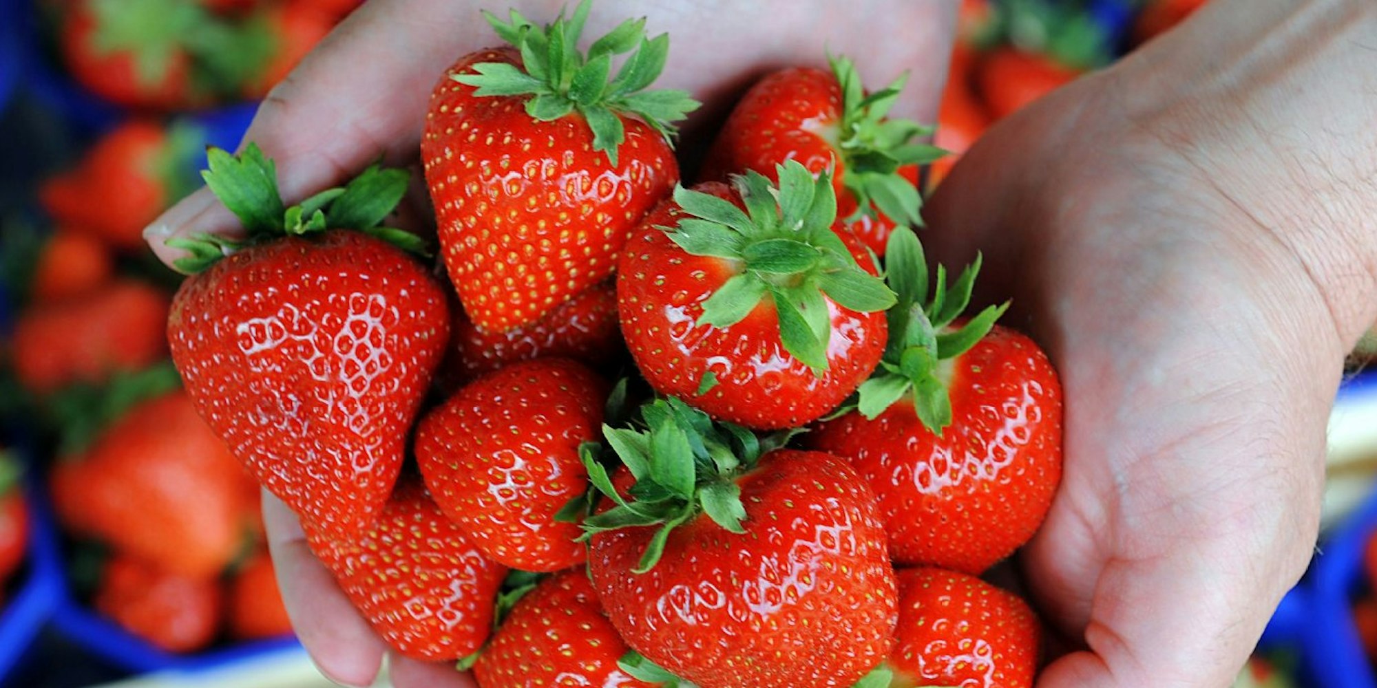 Sie sind lecker, leicht und gesund: Frische Erdbeeren sollte man genießen.