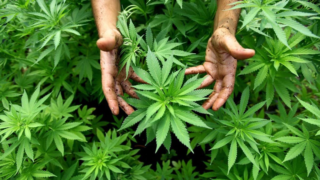 Cannabis-Planage Symbolbild