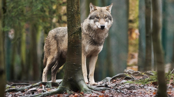 Wolf dpa steht im Wald