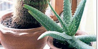 Eine Aloe-Vera-Pflanze (rechts) und ein Kugelkaktus geben sich hier ein Stelldichein. Beide brauchen wenig Wasser.