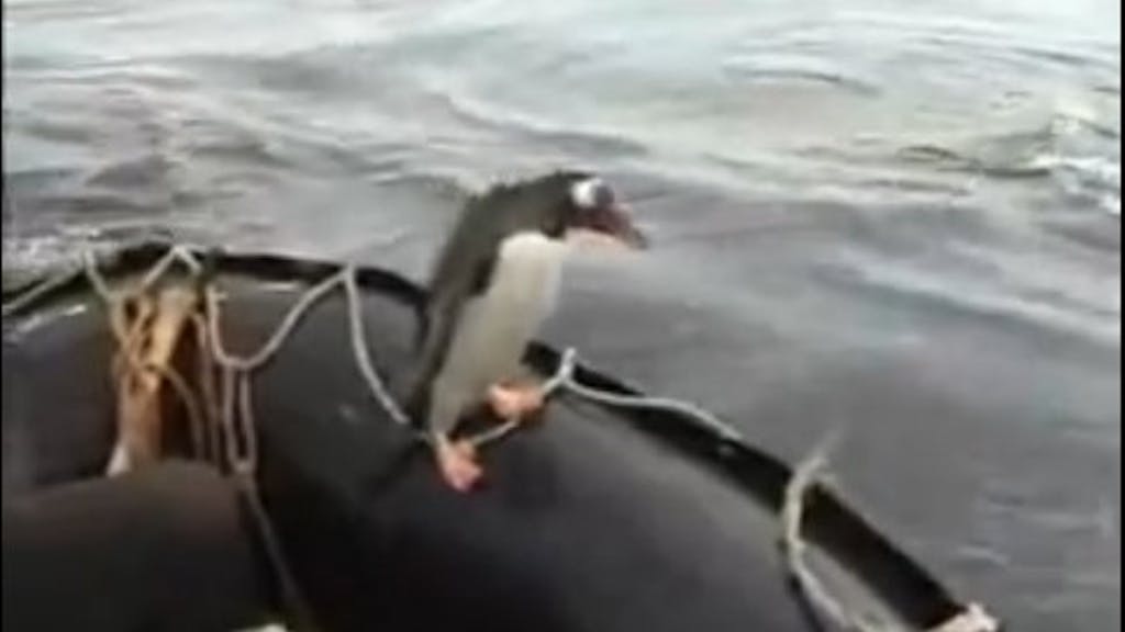 Dieser kleine Überlebenskünstler erkannte seine Chance - und ergriff sie! Ein Rettungsboot hilft gegen Killerwale.