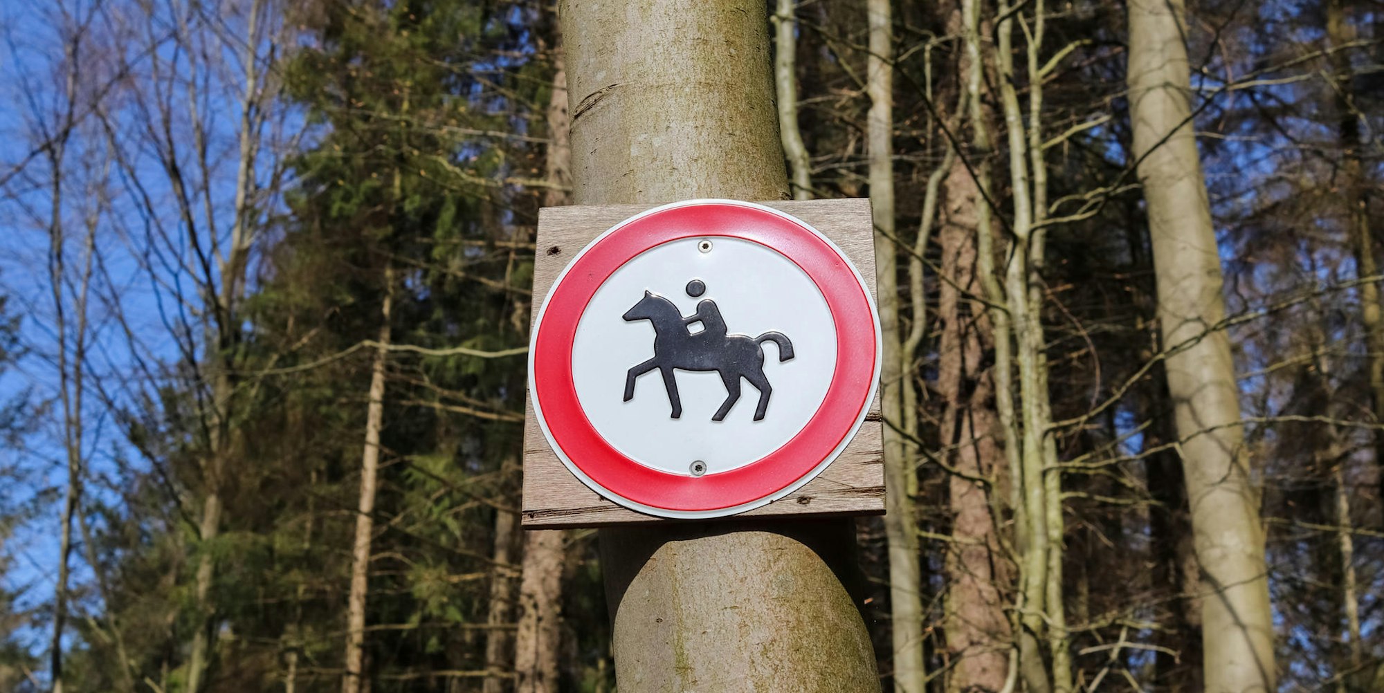 Pferd Symbolbild