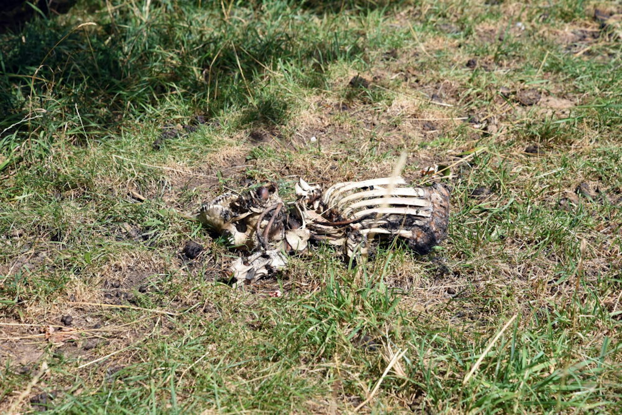 Die Überreste des Schafskadavers, wie Tierhalter Winfried Schröder sie vorgefunden hat. 