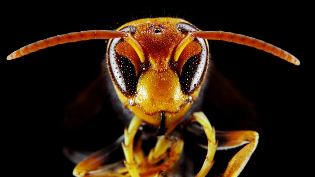Wespen sind Allesfresser und Jäger. Die weiblichen Tiere besitzen zur Verteidigung einen Giftstachel.