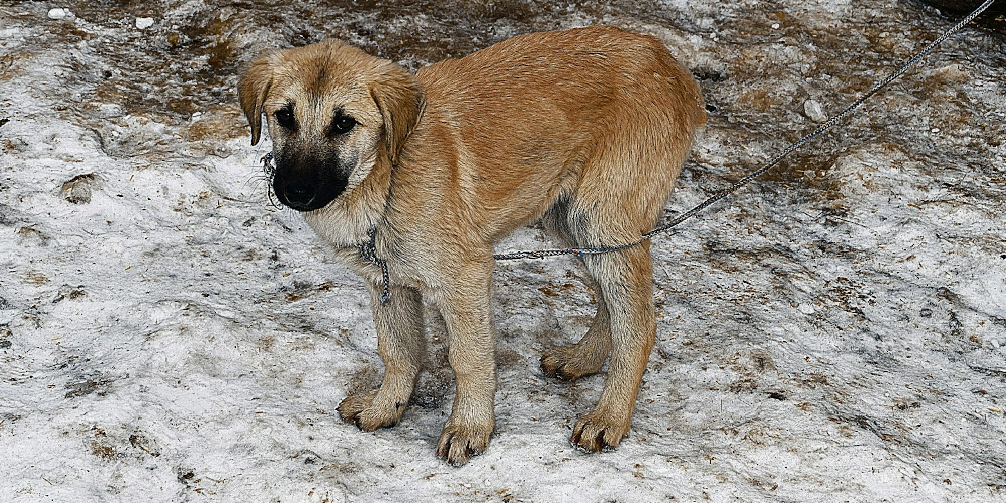 Manche Hunde kommen mit Kälte zurecht, andere müssen geschützt werden (Symbolbild)