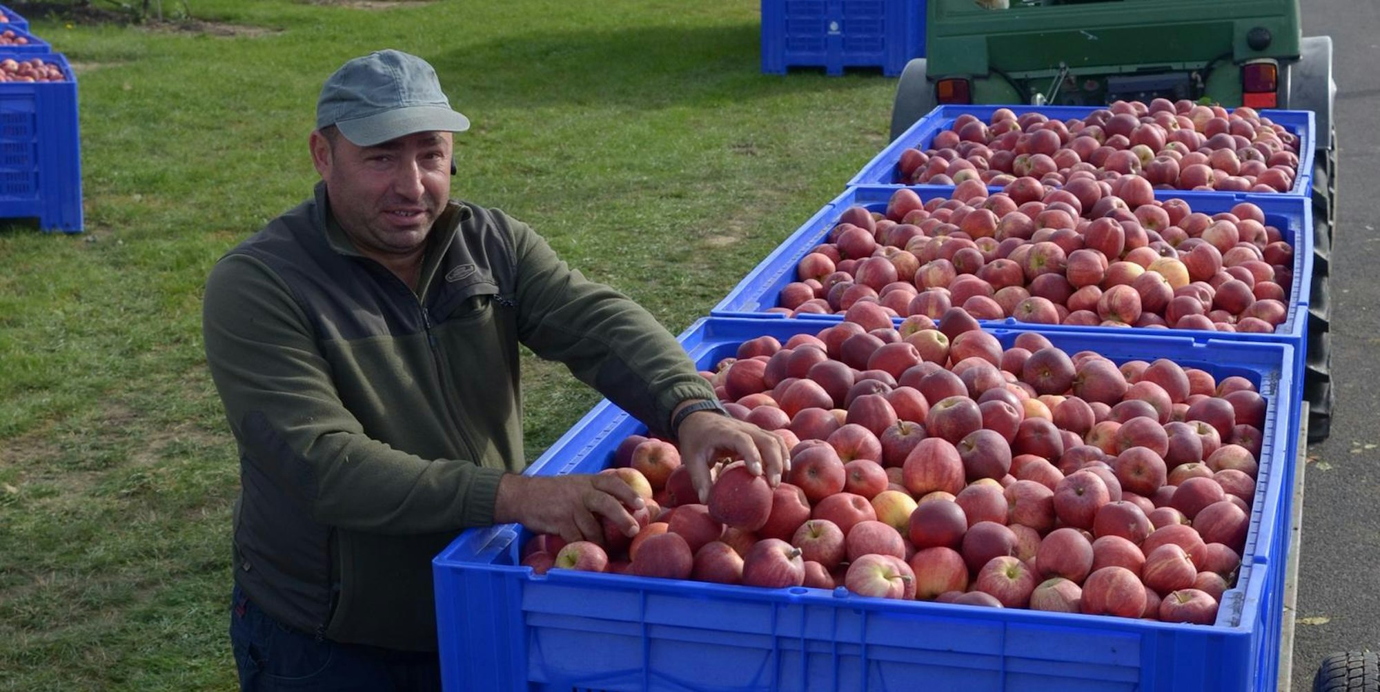 Tonnenweise holen Mugurel Miráutá und seine Kollegen Äpfel der Sorte Gala aus der Plantage, die 2016 im Gebiet zwischen Niederkastenholz, Kirchheim und dem Hardtwald angelegt wurde.