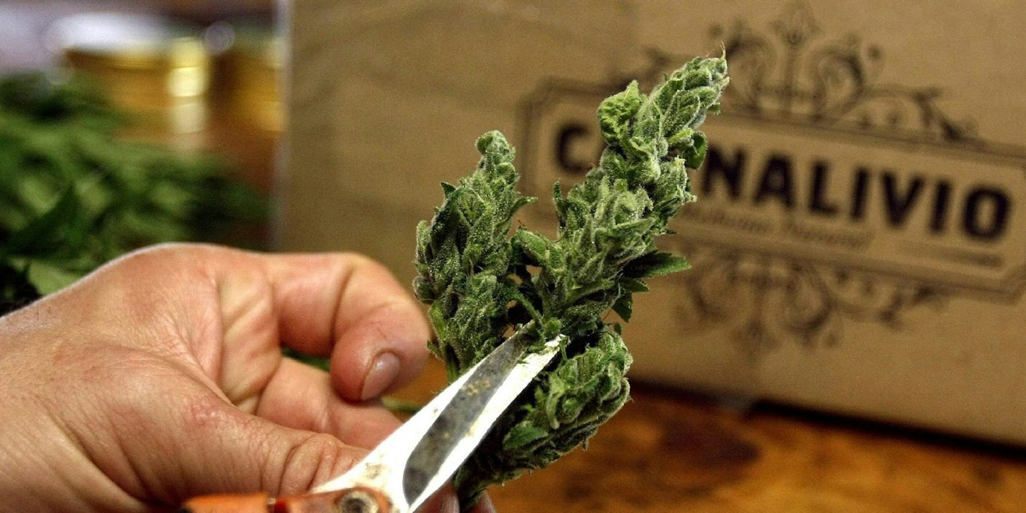 Auf einer Farm in Kolumbien wird Cannabis als Arzneiwirkstoff angebaut. Als Medikament kommt die Droge in immer mehr Ländern zum Einsatz.