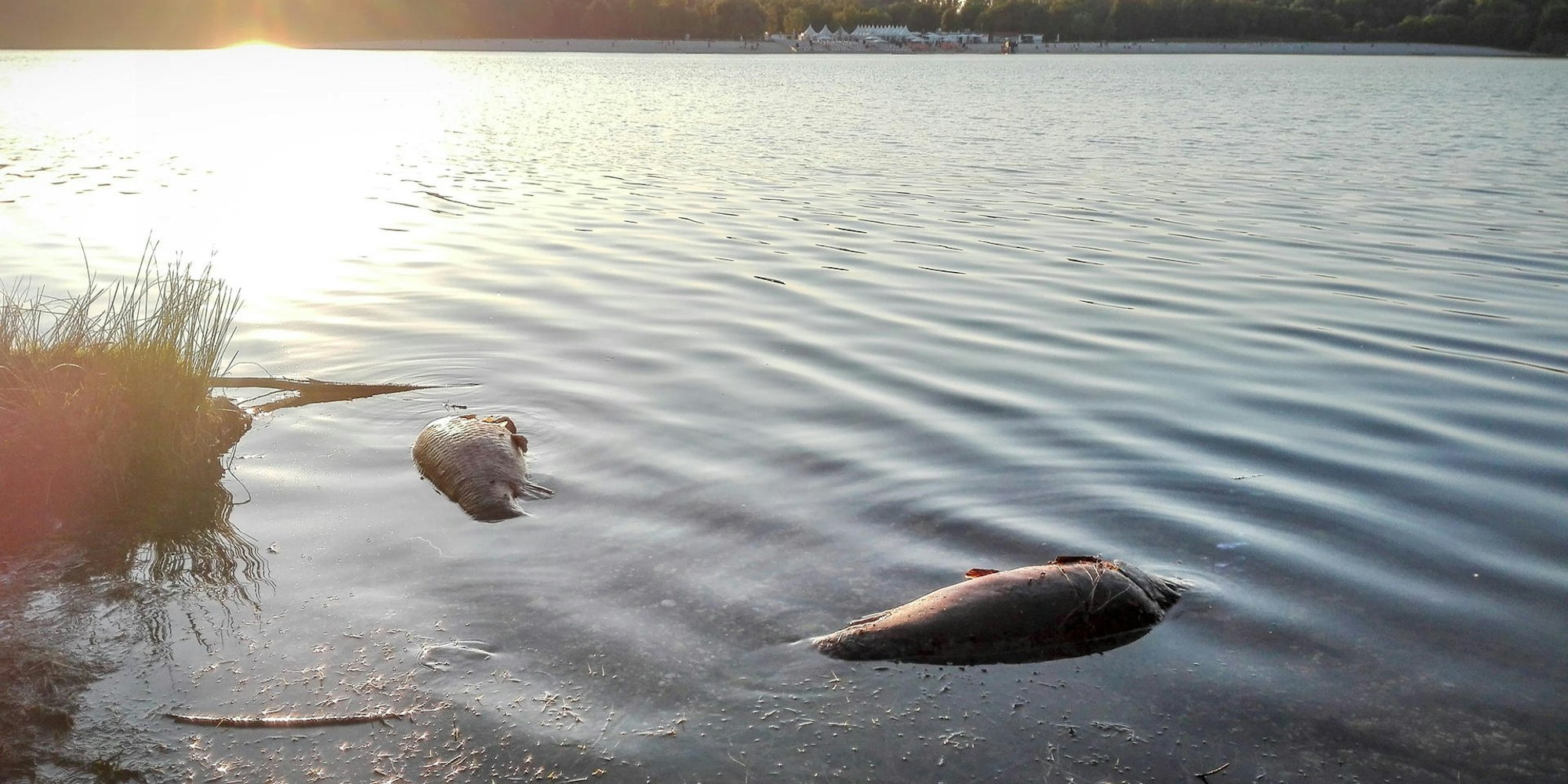 KÖ: Tote Fische Maigler-See