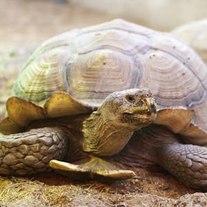 Schildkröte PA 020822