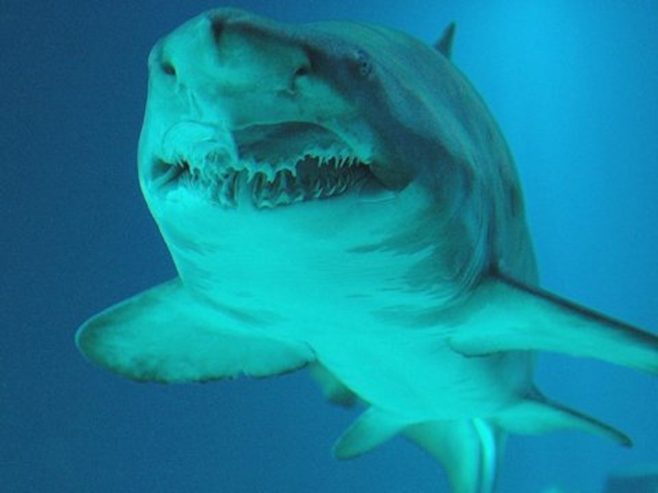 Mehr als 500 Hai-Arten soll es weltweit geben.
