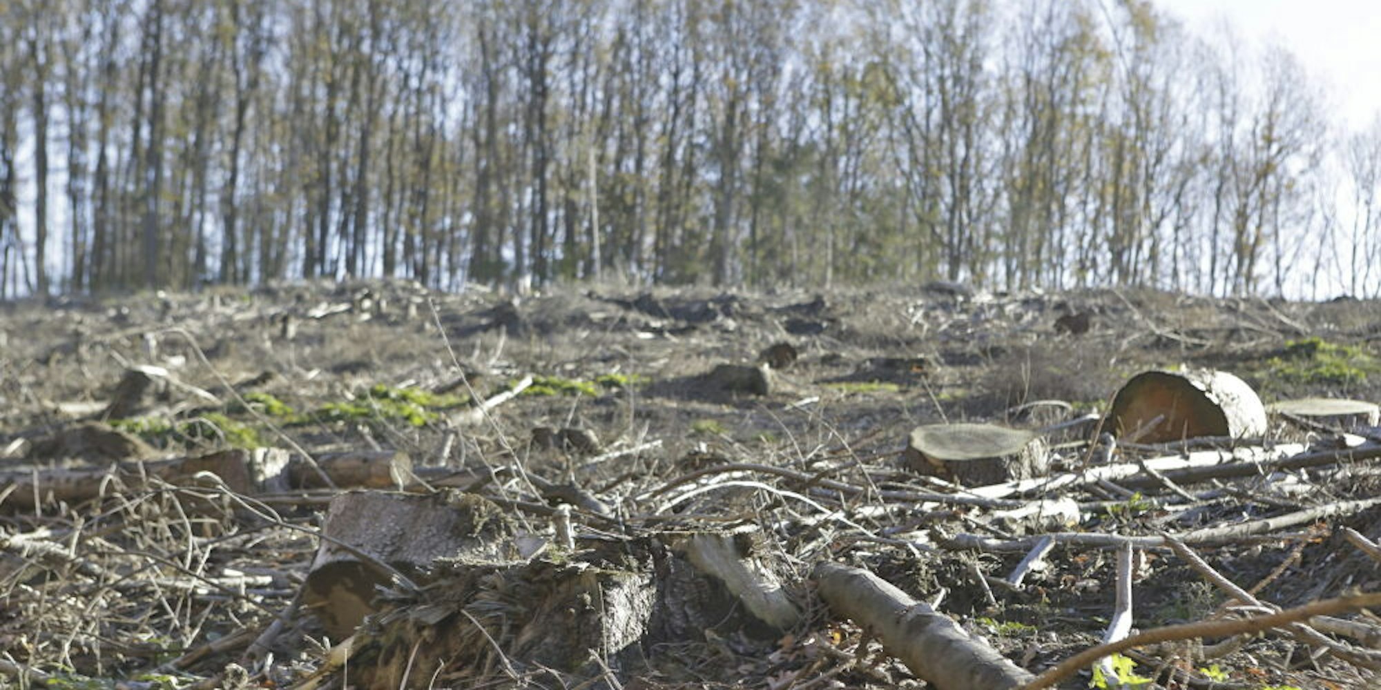 Wald und Forst sind nach Meinung vieler Lindlarer vom Klimawandel am stärksten betroffen.