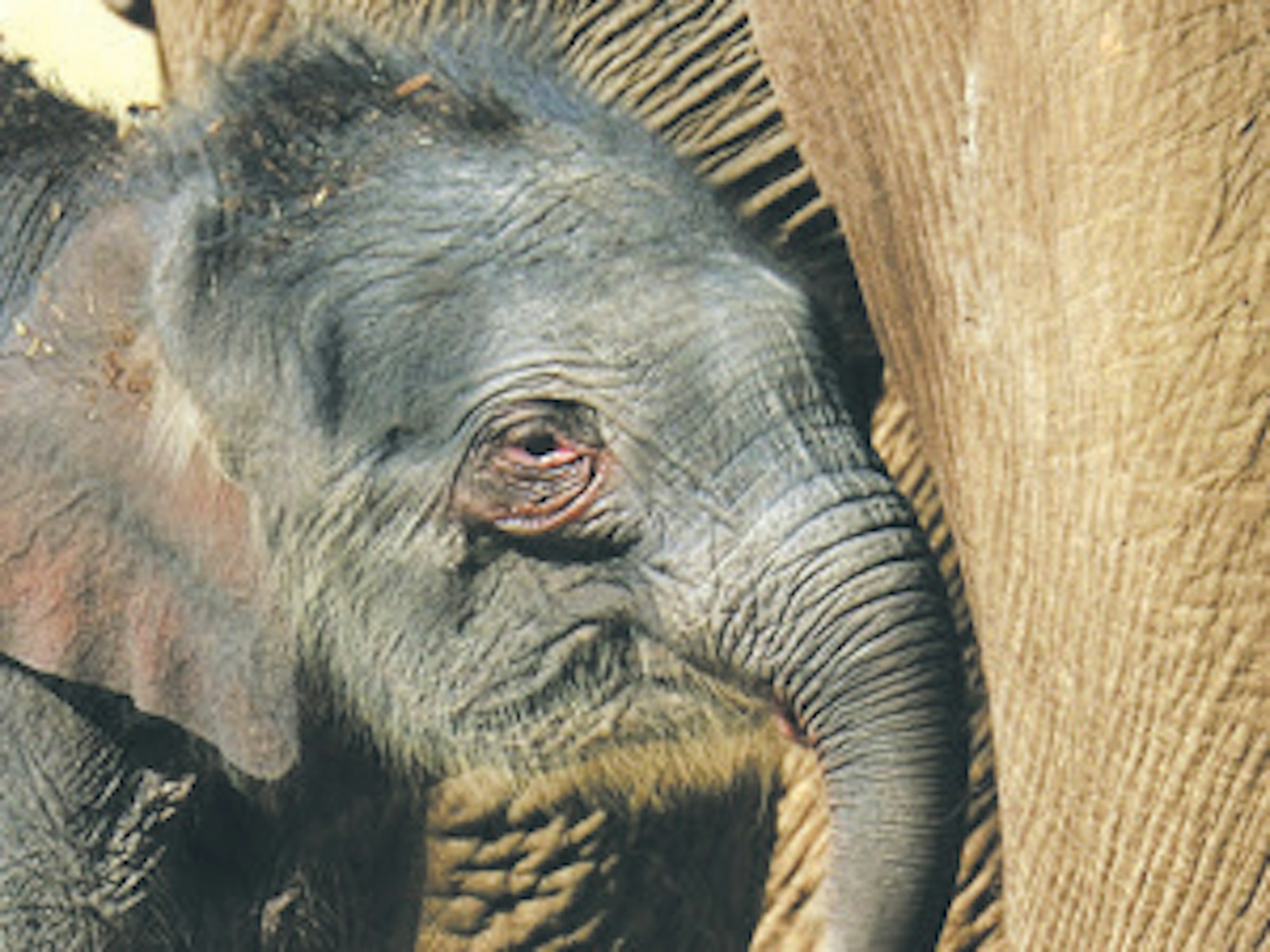 Elefant_Zoo