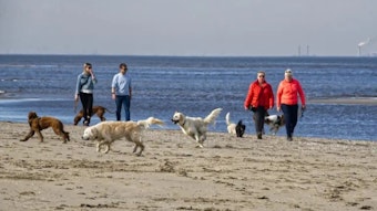 Urlauber mit Hund in Noordwijk in den Niederlanden.