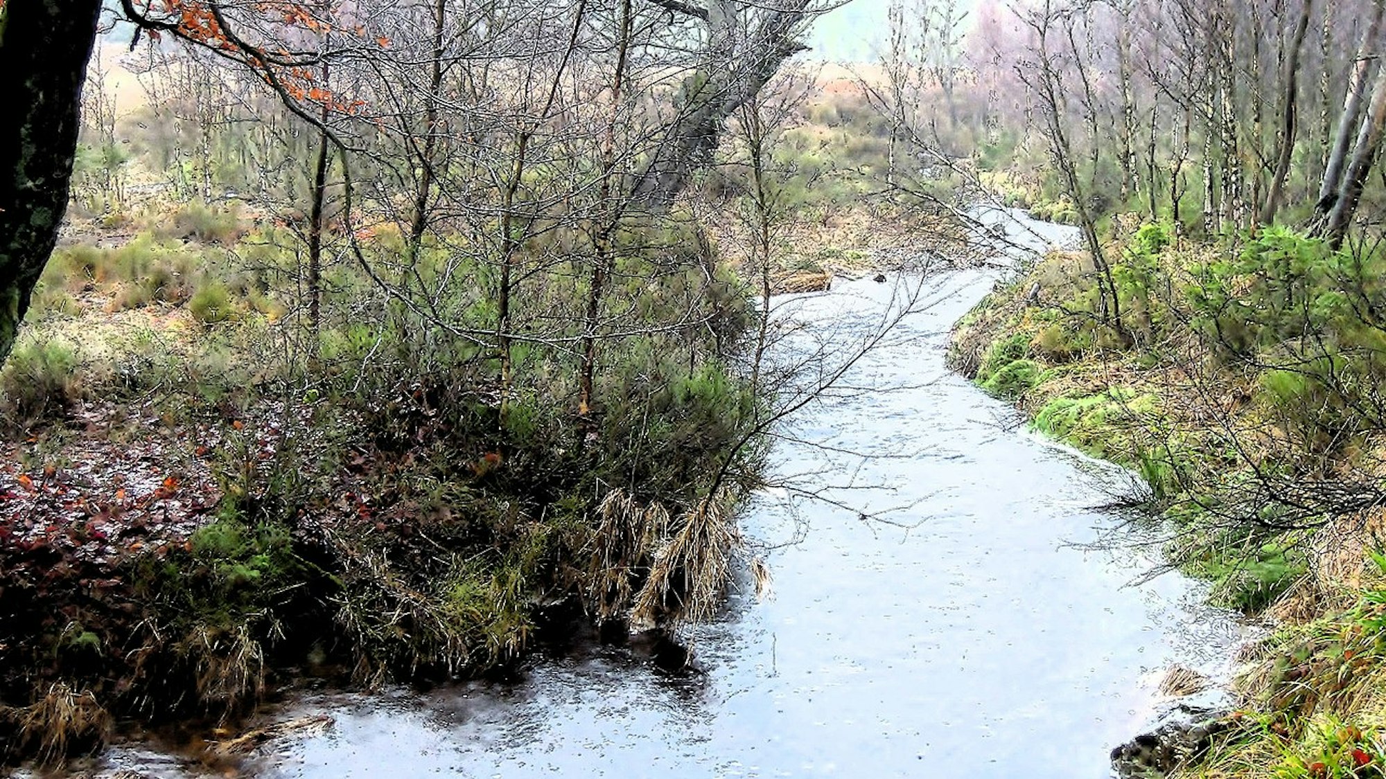 Bach fließt durch einen Wald