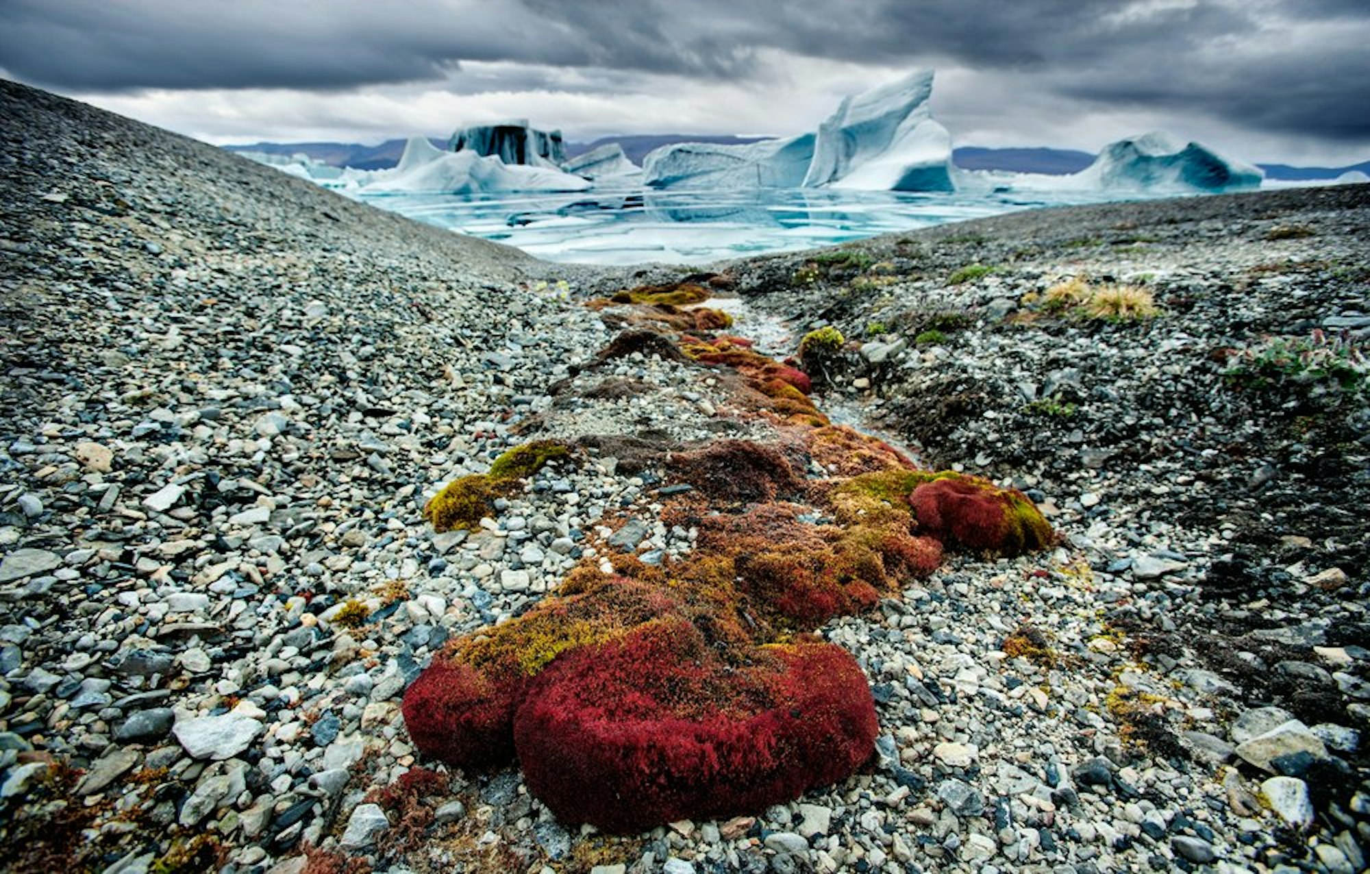 Spärliche Vegetation in rauer Arktis-Landschaft