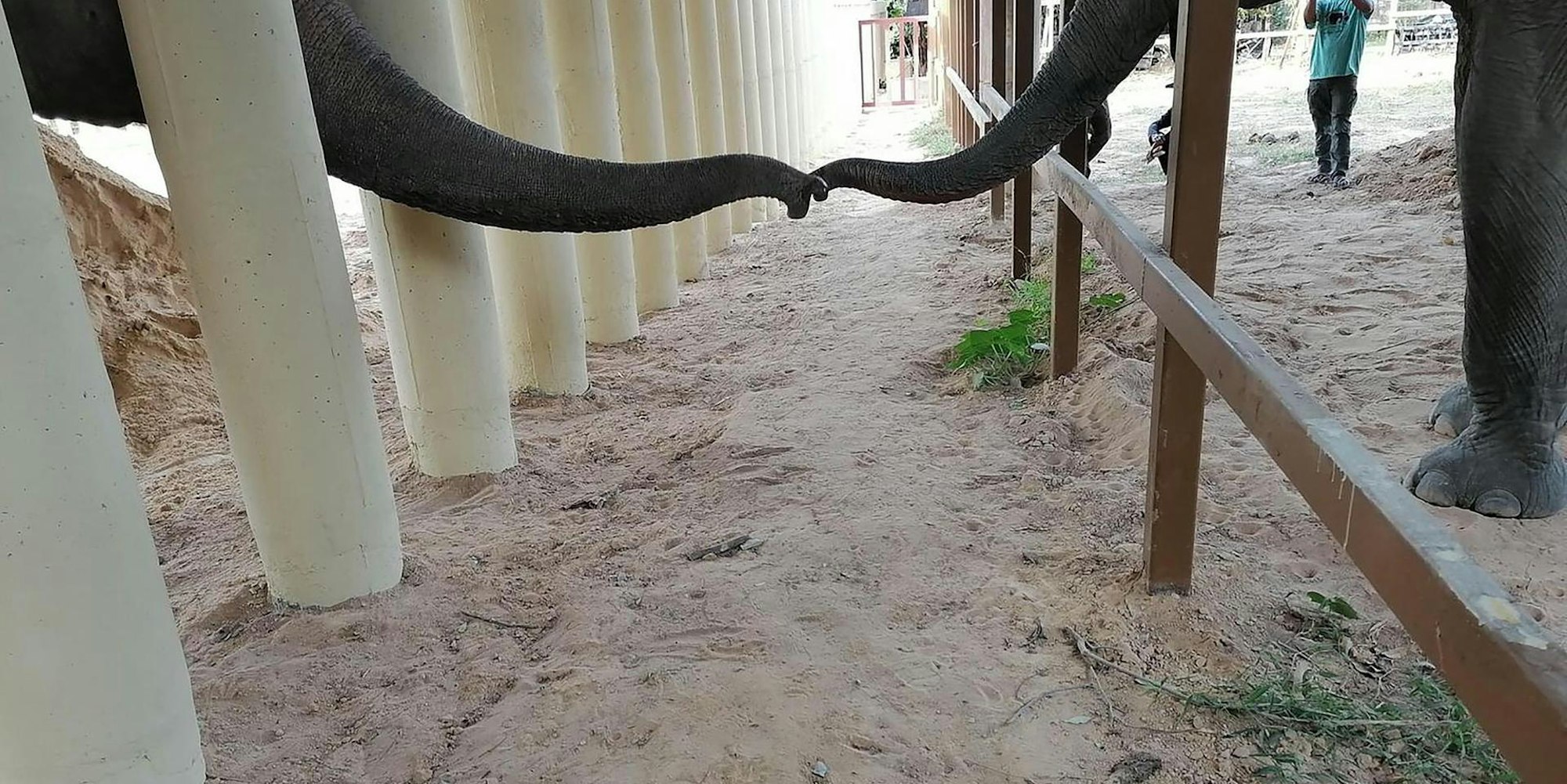 Kaavan Elefant Kambodscha