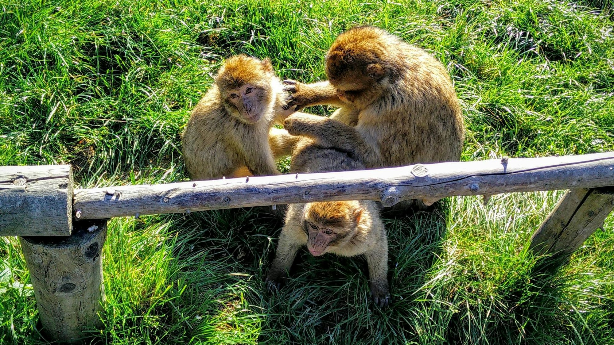 Affen im Affen- und Vogelpark Eckenhagen