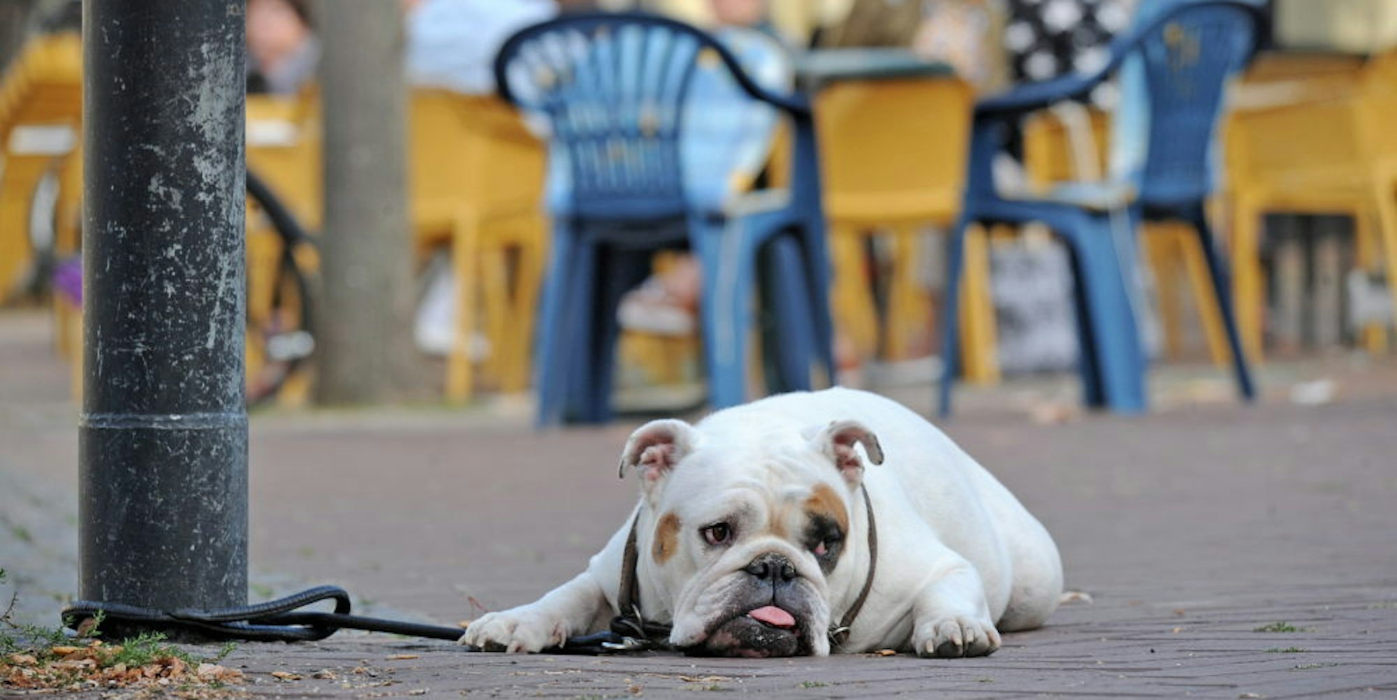 Eine bekannte Leichlinger Bulldogge, die sich auf dem Marktplatz ausruht. Auch für sie ist Hundesteuer fällig.