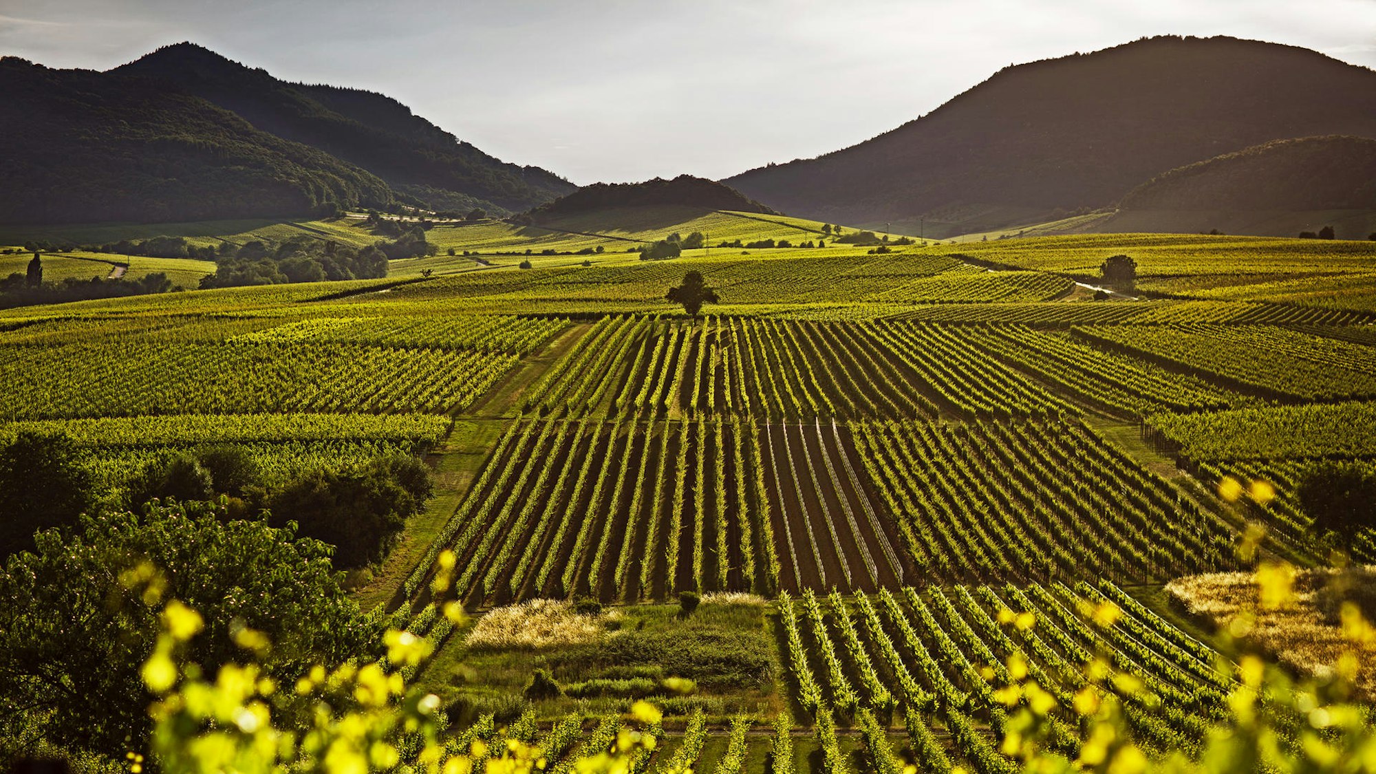 Pfalz Weingebiet