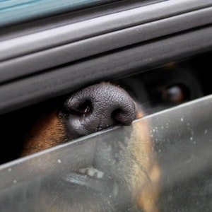 Hunde gehören bei der Hitze nicht ins Auto.