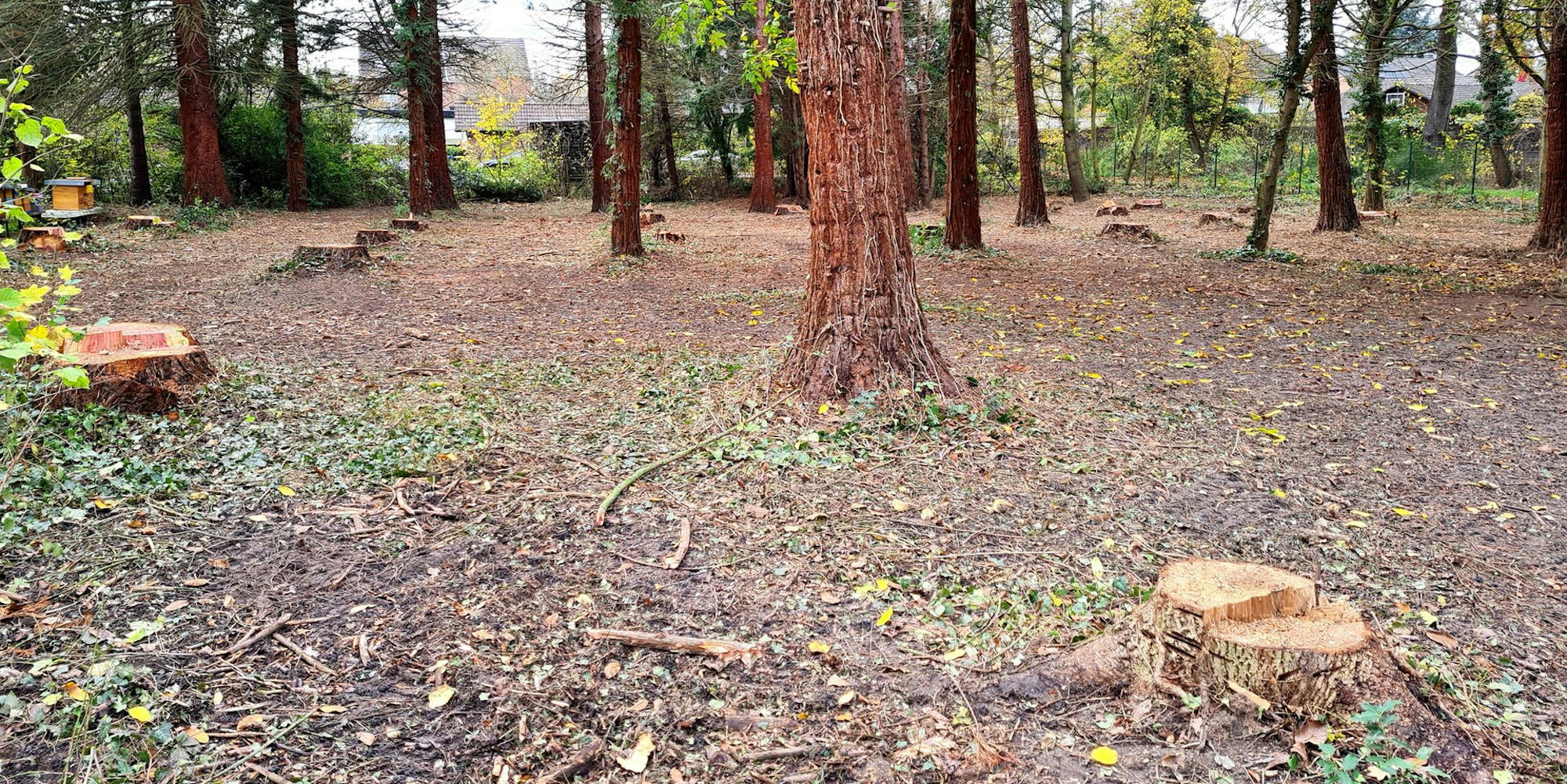 Im Park und dem benachbarten Wäldchen wurden Dutzende Bäume gefällt, die die Trockenheit nicht überstanden haben.