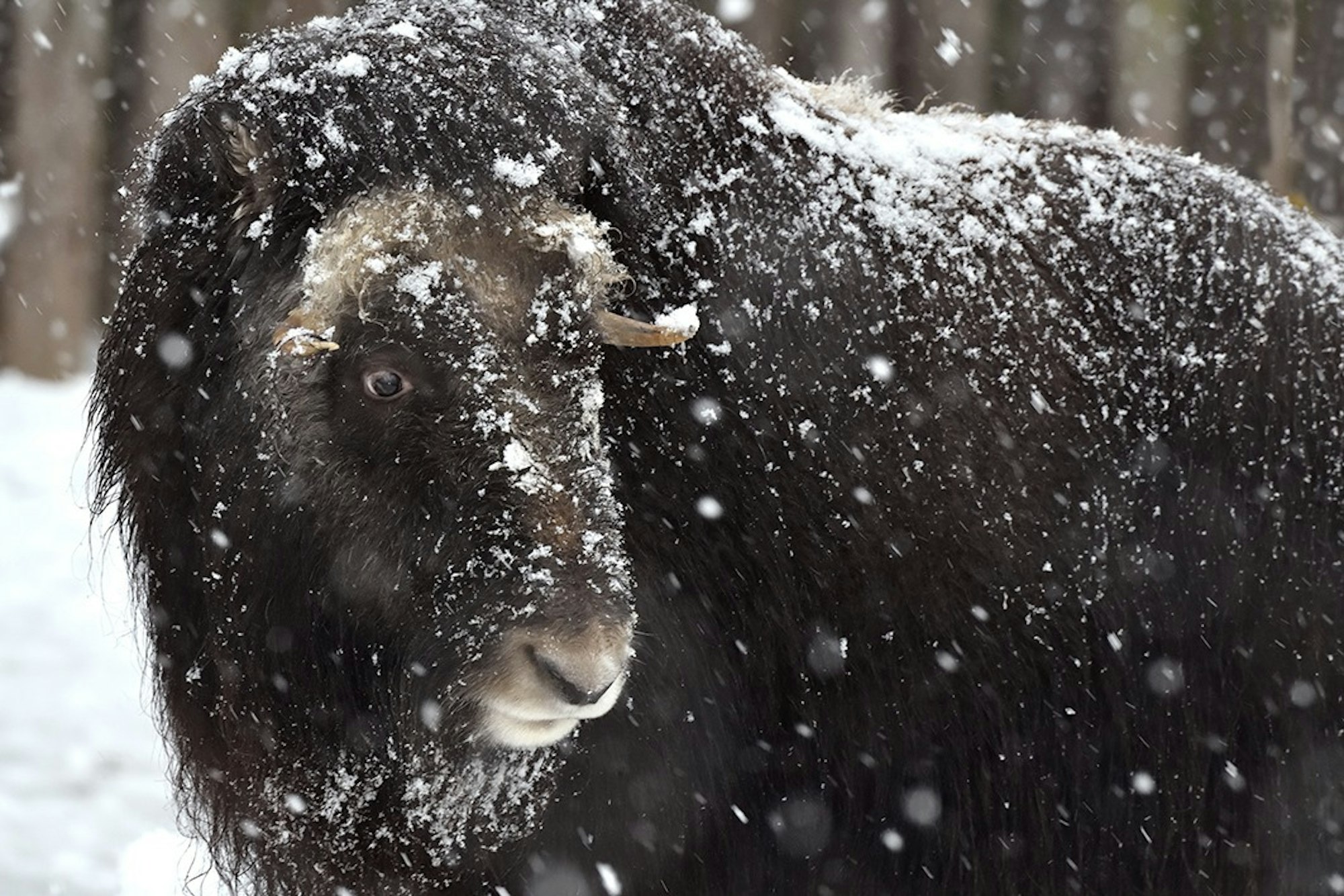 Ein Moschusochse im Kölner Zoo freut sich über den Schnee in Köln