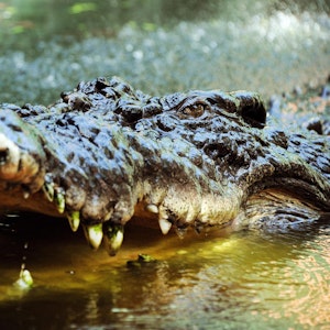 Krokodil_Symbol