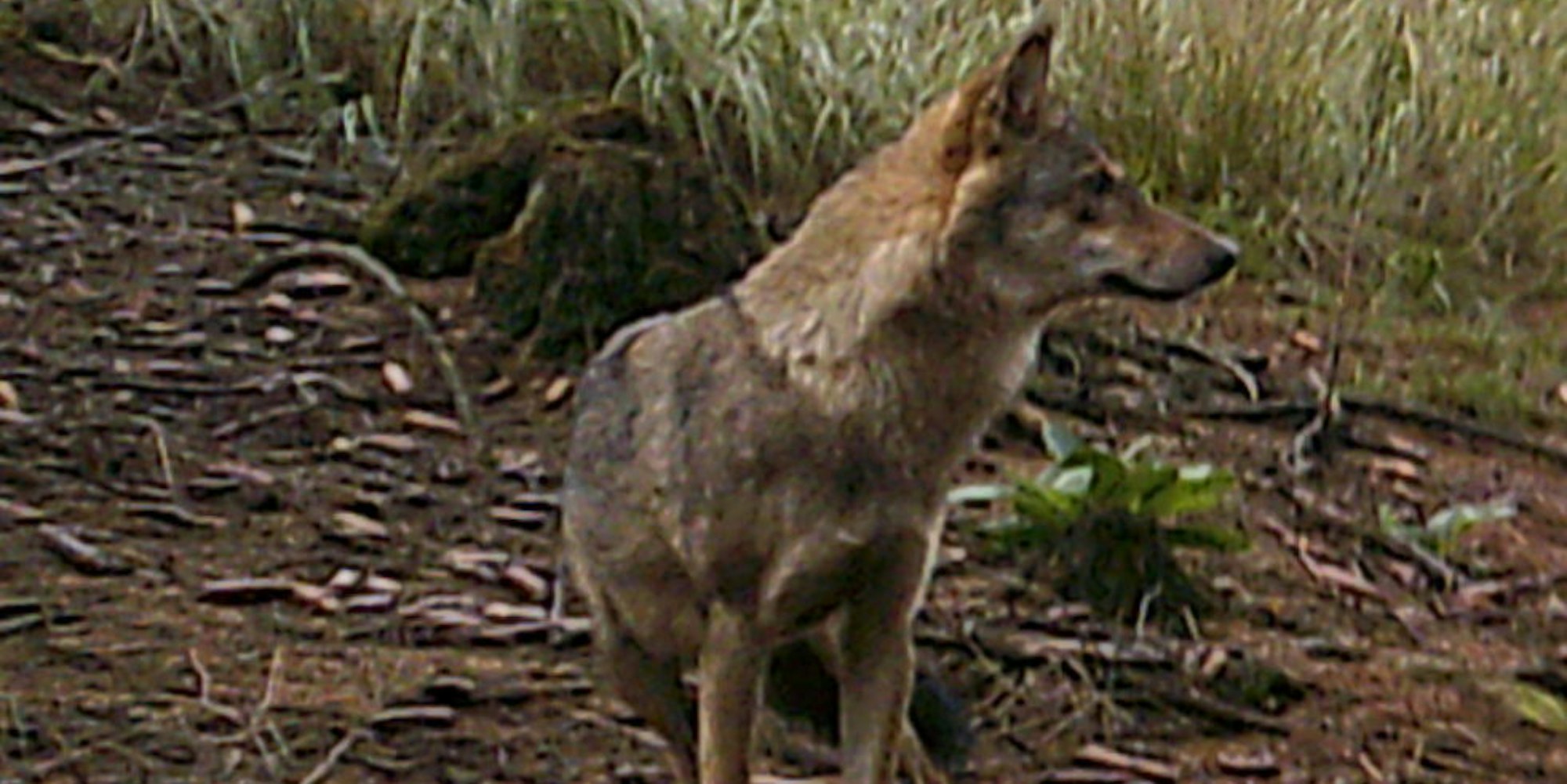 Der Wolf in Engelskirchen, aufgenommen von einer Wildkamera