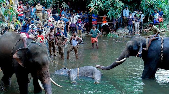 Indien Elefantenkuh