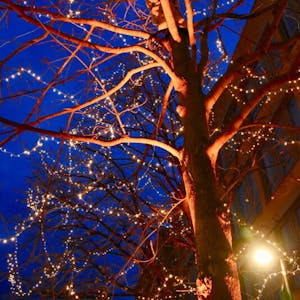 Lichterketten lassen die großen Bäume in einem zauberhaften Glanz erstrahlen.