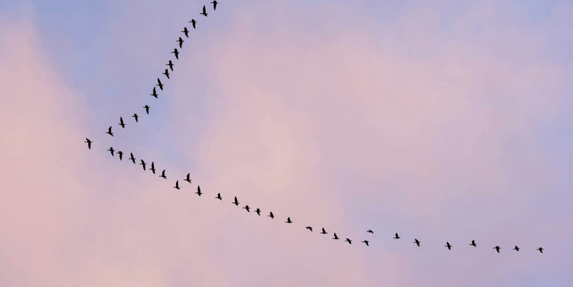 In Formation fliegen Wildgänse am Morgenhimmel.