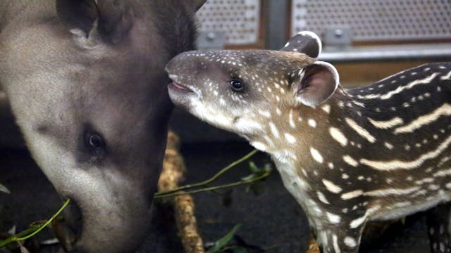 Das unglaublich süße Tapir-Baby Lindo mit seiner Mama Siri