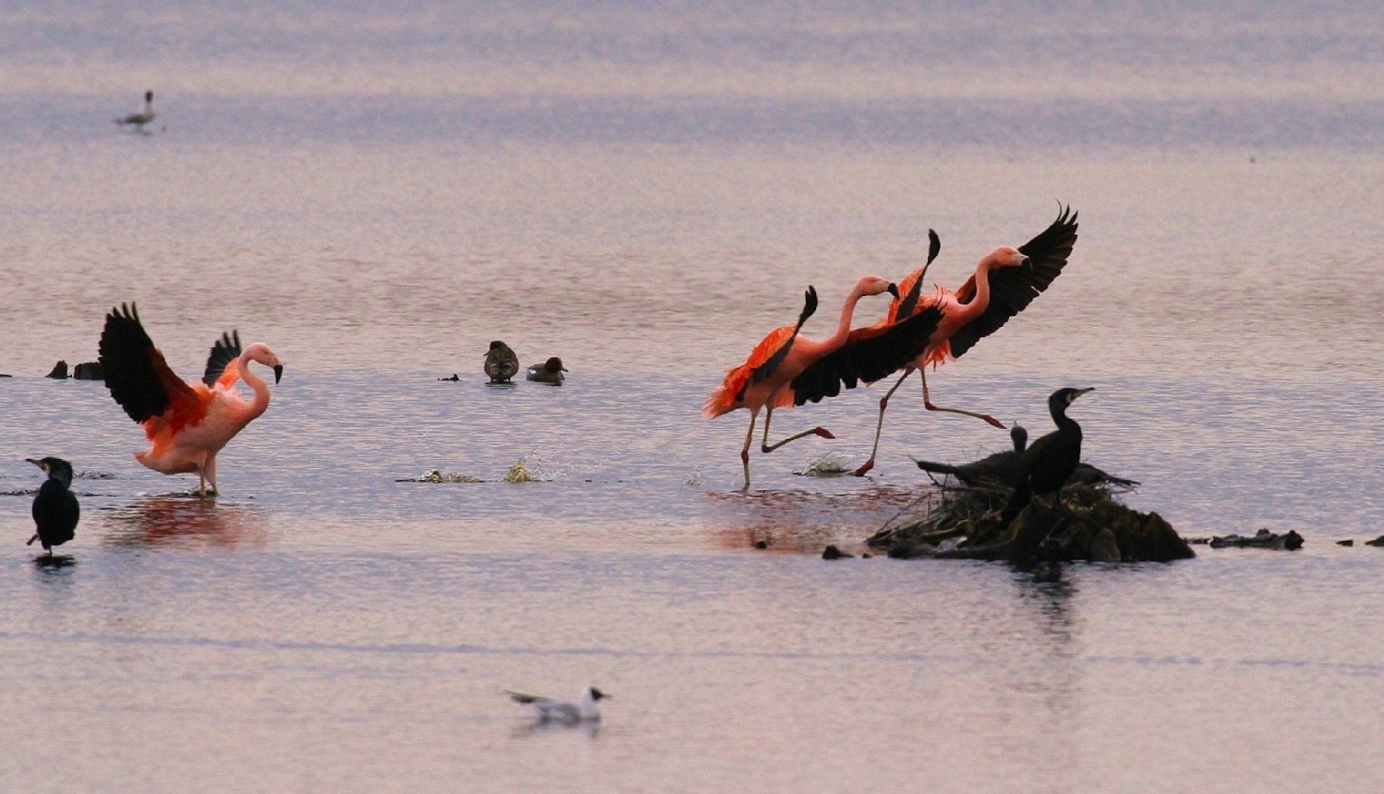 Sogar Flamingos gibt es im Zwillbrocker Venn - den Winter verbringen sie allerdings am Ijsselmeer und im Rheindelta.