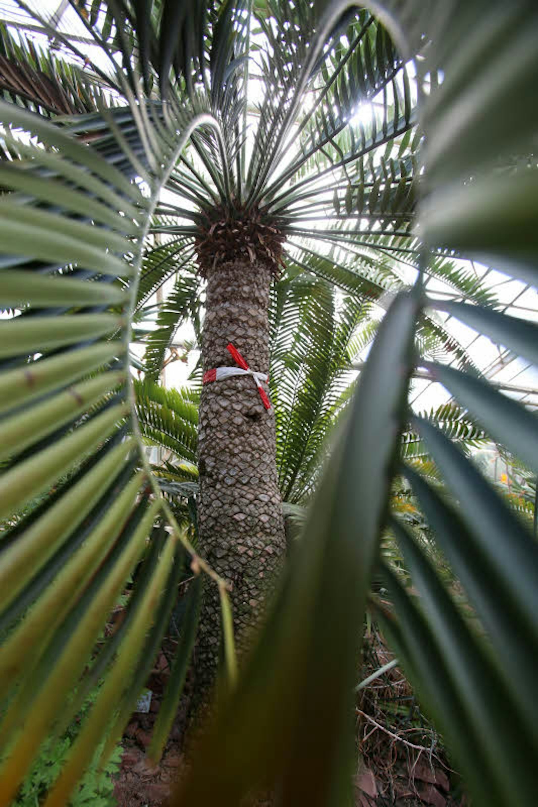 Der 300 Jahre alte Stechende Palmfarn gehört  zu den wertvollsten Pflanzen in der Flora.