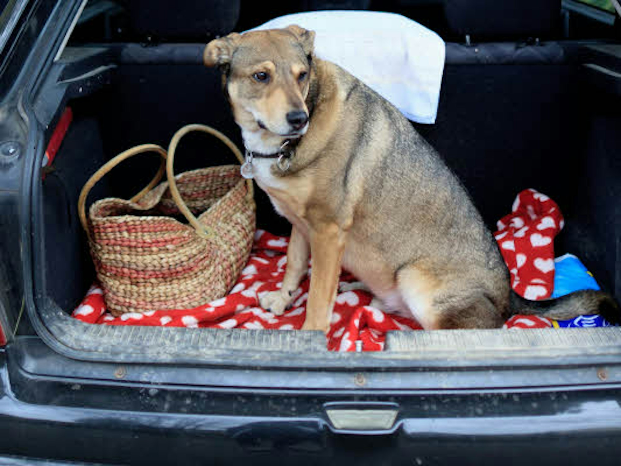 Für Hunde sind Fahrten in überhitzten Autos purer Stress.