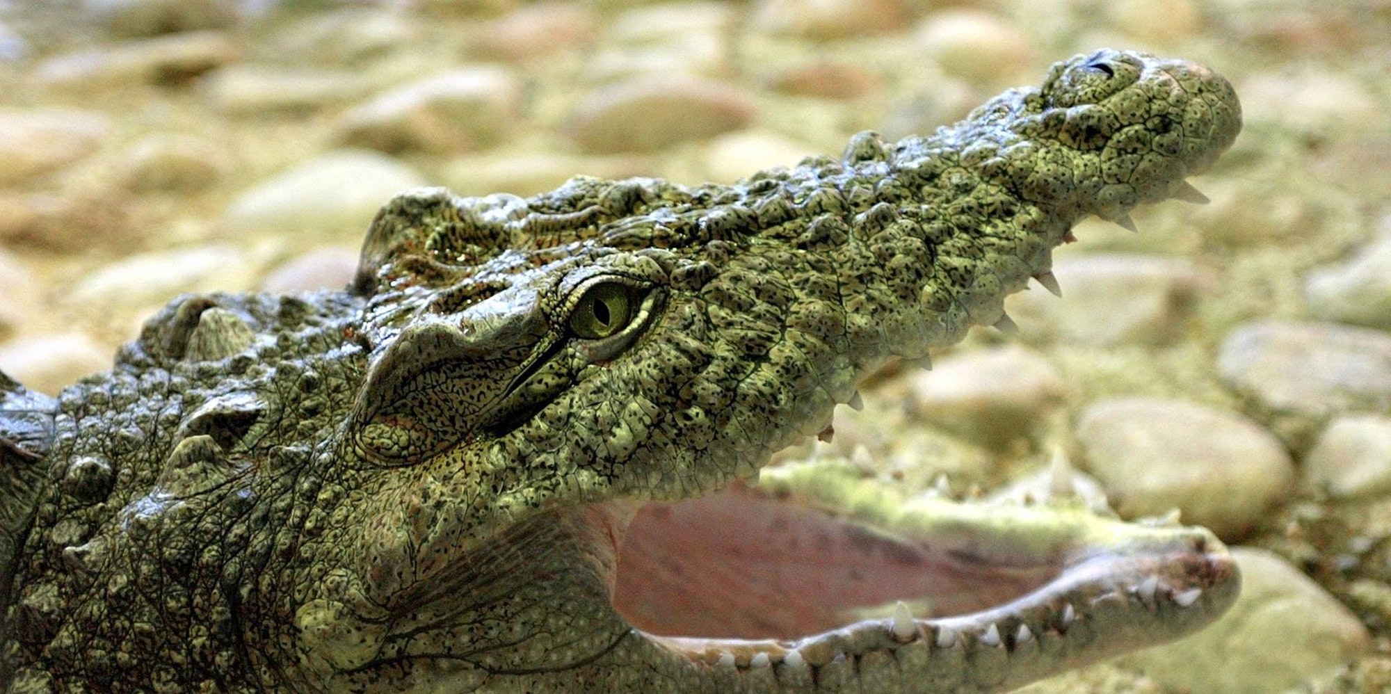 Krokodil Symbol