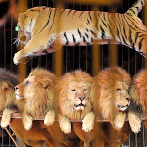 Löwen Tiger Zirkus